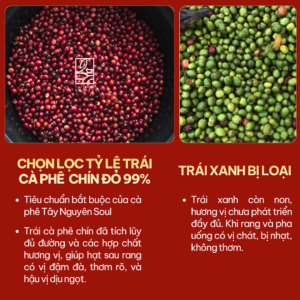 Cà Phê Nguyên Chất Signature 100% Robusta Honey Đăk Lăk 9 ca phe nguyen chat signature taynguyensoul.vn 3 1