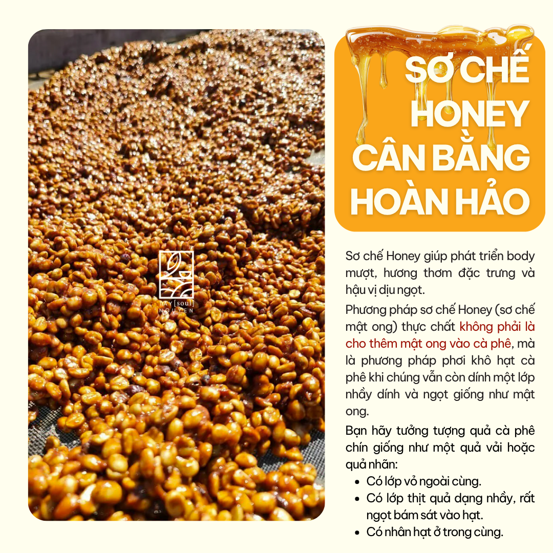 Cà Phê Nguyên Chất Signature 100% Robusta Honey Đăk Lăk 16 ca phe nguyen chat signature taynguyensoul.vn 5 1