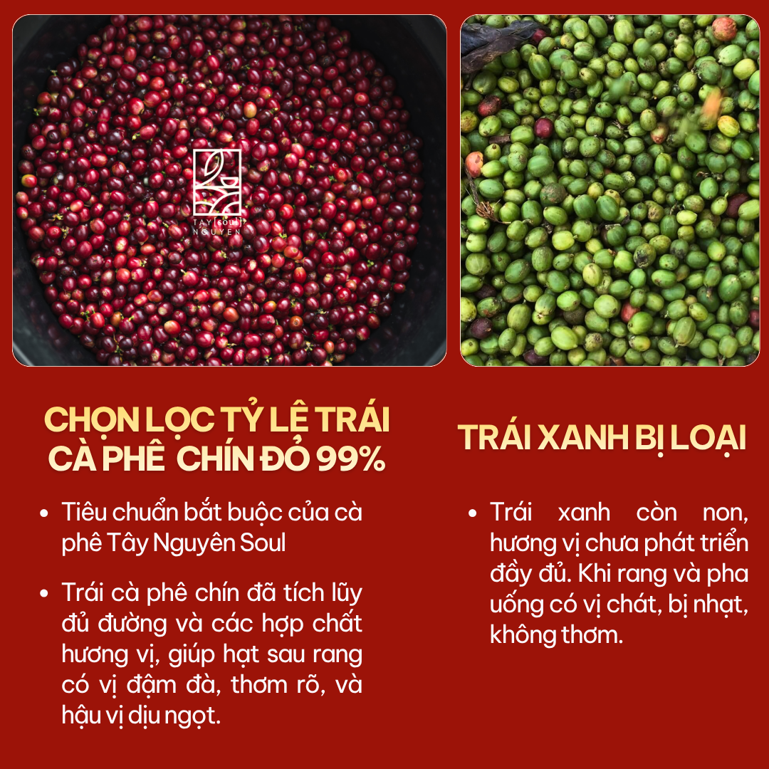 ca phe arabica cau dat rang xay nguyen chat taynguyensoul 3