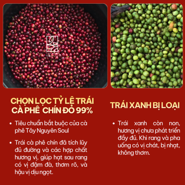 Ca phe nguyen chat dam manh robusta natural taynguyensoul.vn 3